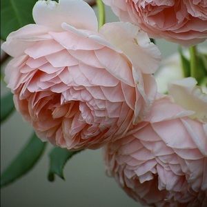 Meet your Posher, Janet